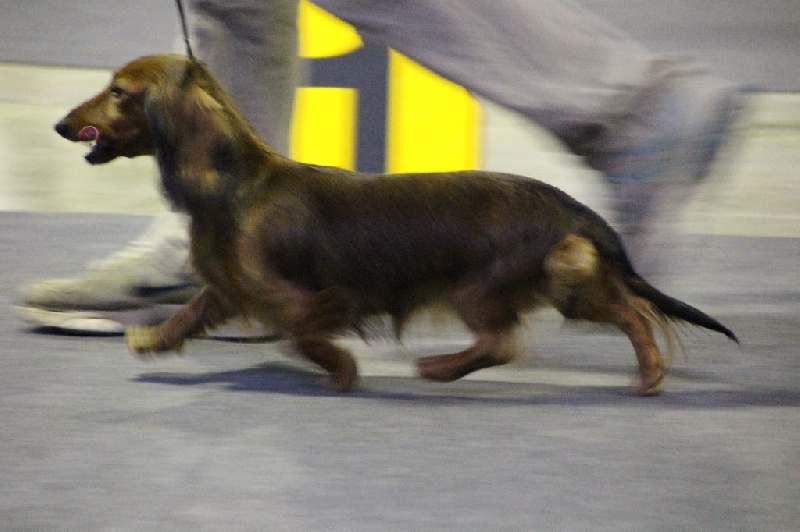 CH. Il était une fois l'impératrice de la Cité des Maraudeurs - 1ère excellent Classe Ouverte CACL - RCACIB - Championne du Luxembourg 2016