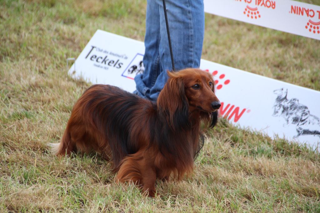 Number one de la Cité des Maraudeurs - TRES BON CLASSE OUVERTE