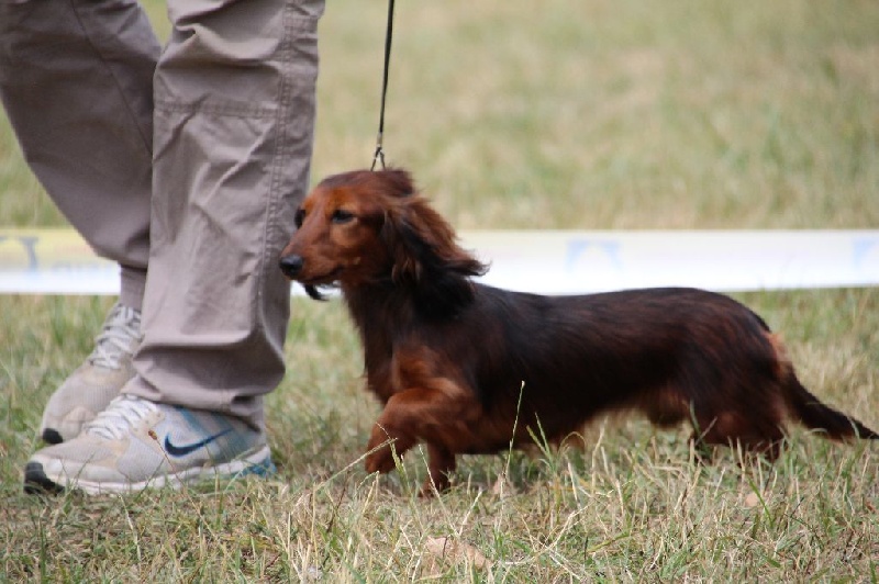 CH. Il était une fois l'impératrice de la Cité des Maraudeurs - 1er exc Classe Ouverte - CACS - BOS
