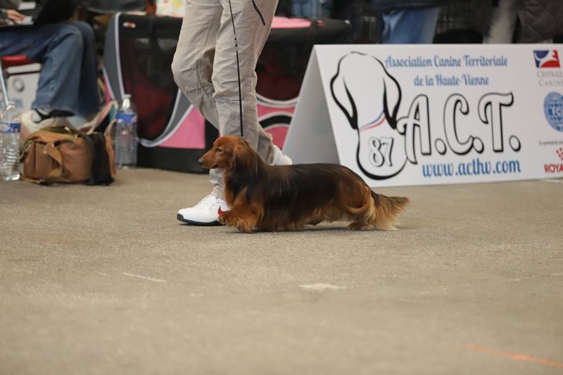CH. Small in size but big prince de la Cité des Maraudeurs - 1ER EXC - CLASSE OUVERTE MALE - CACS & CACIB & BOS