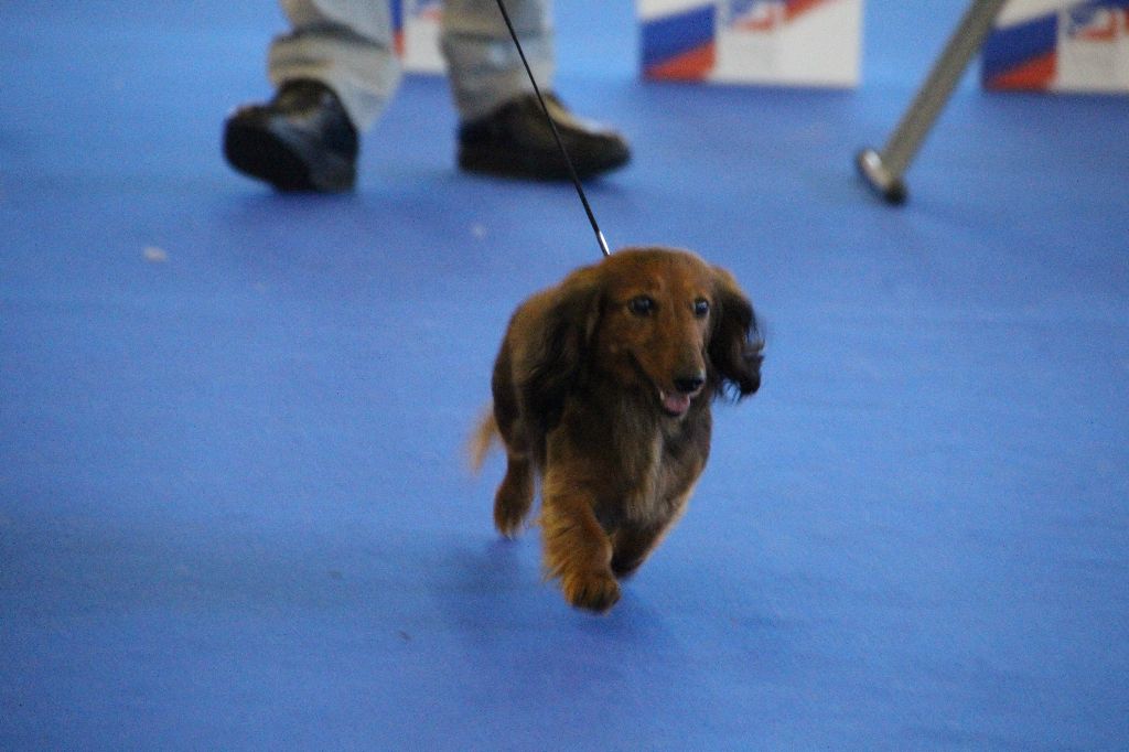 CH. Il était une fois l'impératrice de la Cité des Maraudeurs - 1ER EXC CLASSE CHAMPION FEMELLE - RCACIB -