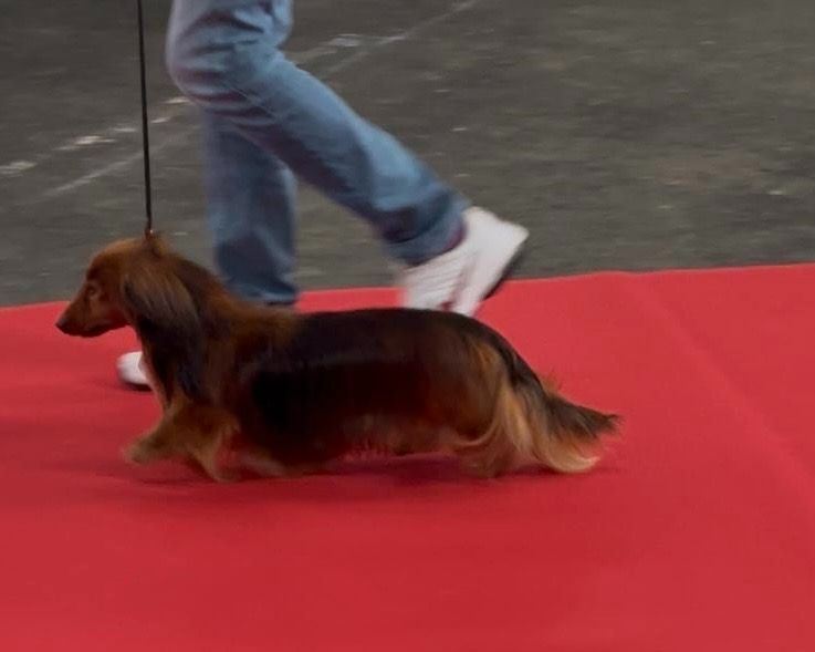 CH. Small in size but big prince de la Cité des Maraudeurs - 1ER EXC - CLASSE CHAMPION MALE - CACIB - BOS