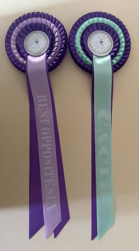 CH. Small in size but big prince de la Cité des Maraudeurs - 1ER EXC - CLASSE CHAMPION MALE - CAC - CACIB - BOS