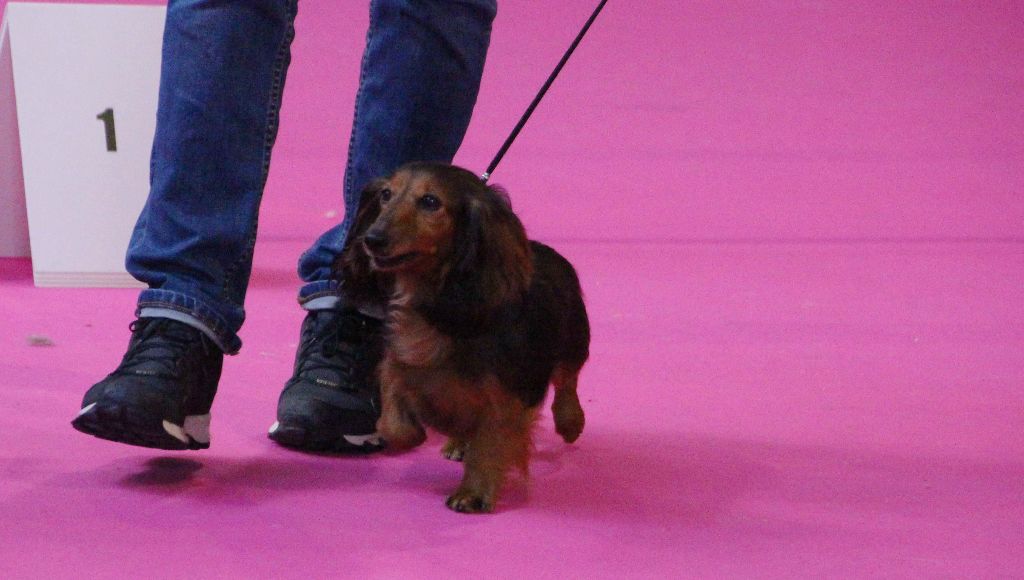 CH. Il était une fois l'impératrice de la Cité des Maraudeurs - 1ERE EXC CLASSE CHAMPION - CACIB - BOS -