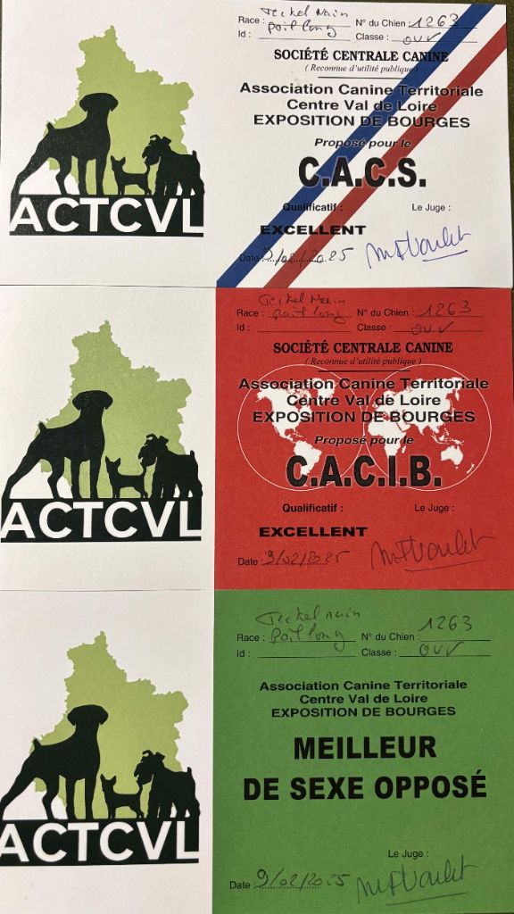 CH. Small in size but big prince de la Cité des Maraudeurs - 1ER EXC - CLASSE OUVERTE MALE - CACS & CACIB & BOS