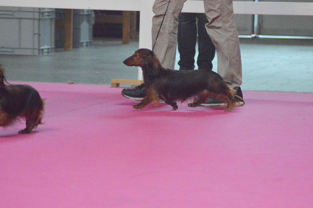 CH. Il était une fois l'impératrice de la Cité des Maraudeurs - 1er Excellent Classe Champion