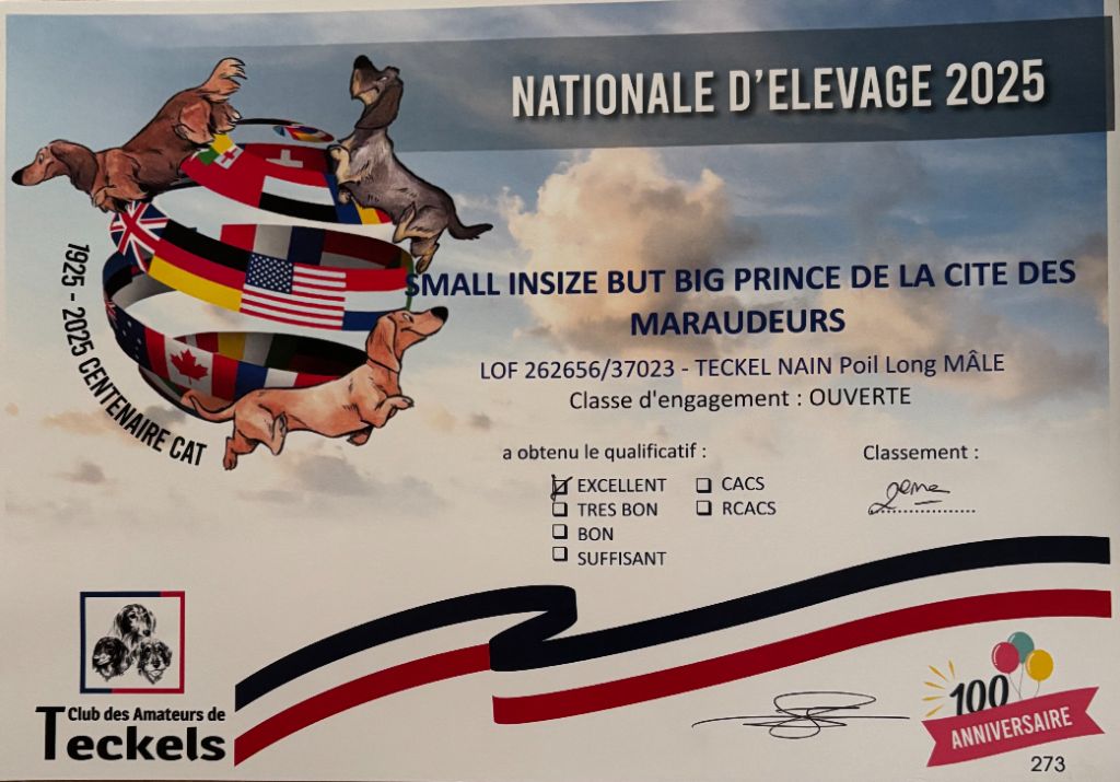CH. Small in size but big prince de la Cité des Maraudeurs - 2EME EXC - CLASSE OUVERTE MALE