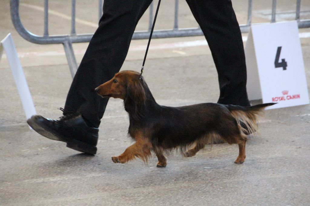 CH. Il était une fois l'impératrice de la Cité des Maraudeurs - 1ER EXC CLASSE CHAMPION FEMELLE - CACIB - BOS