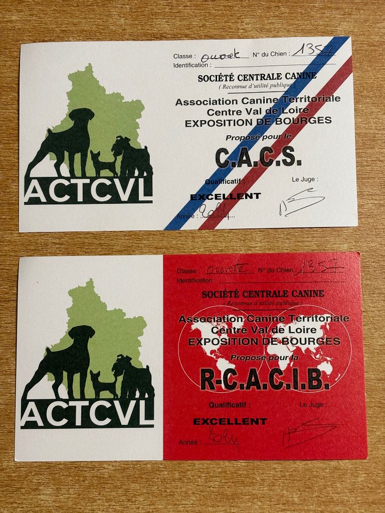 CH. Small in size but big prince de la Cité des Maraudeurs - 1ER EXC - CLASSE OUVERTE MALE - CACS & RCACIB