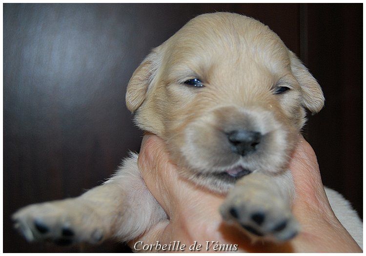 CHIOT - Golden Retriever