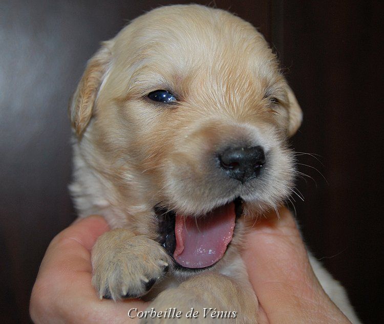 CHIOT - Golden Retriever