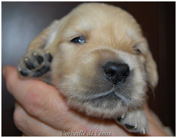 CHIOT - Golden Retriever