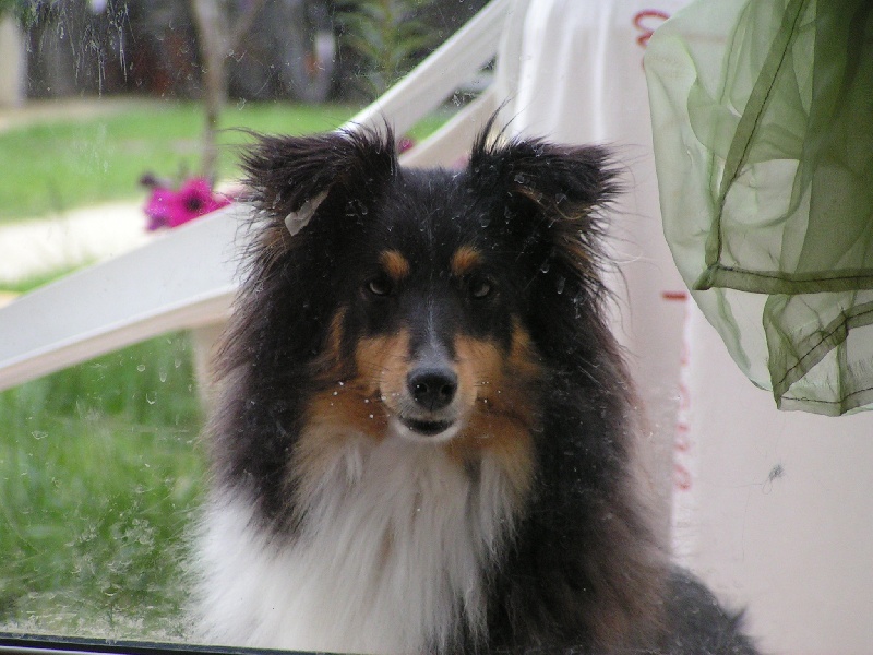 Fairy black De l'ile de la motte