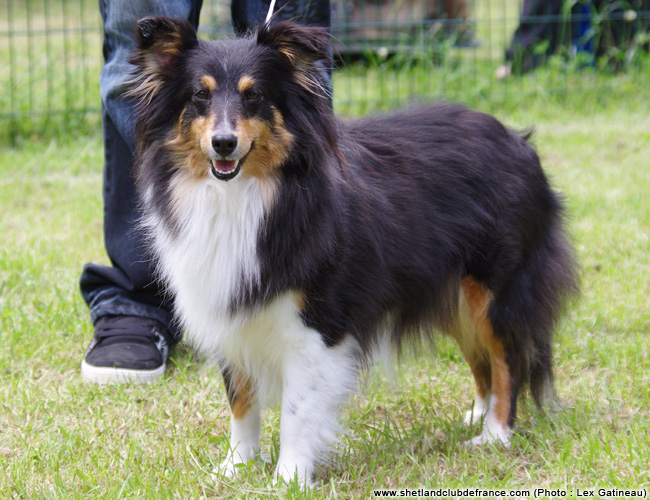 Fairy black De l'ile de la motte