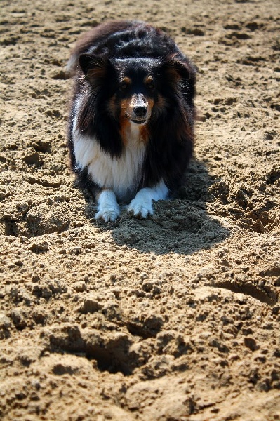 Fairy black De l'ile de la motte