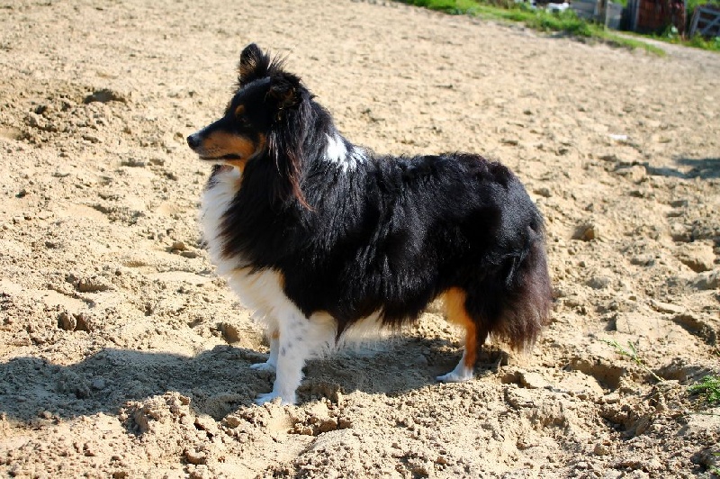 Fairy black De l'ile de la motte