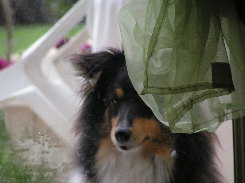 Fairy black De l'ile de la motte