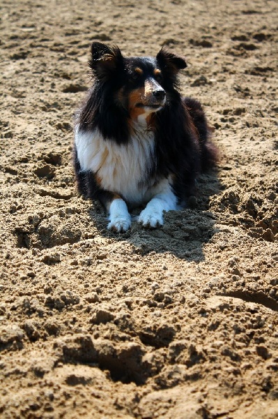 Fairy black De l'ile de la motte