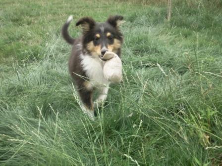 Fairy black De l'ile de la motte