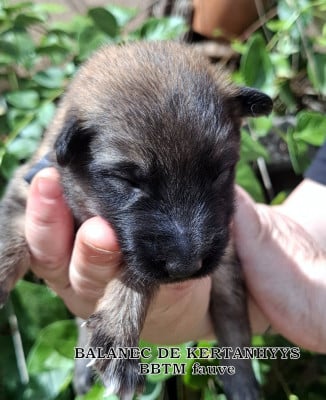 Les chiots de Berger Belge