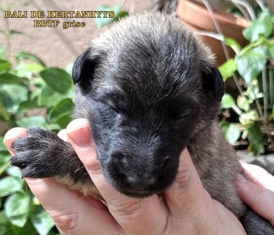 Les chiots de Berger Belge