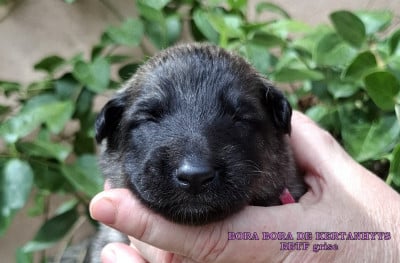 Les chiots de Berger Belge