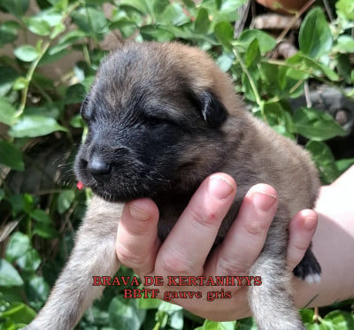 Les chiots de Berger Belge