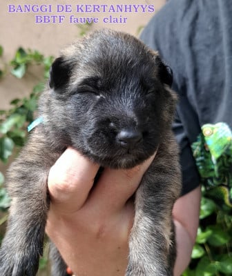 Les chiots de Berger Belge