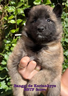 Les chiots de Berger Belge