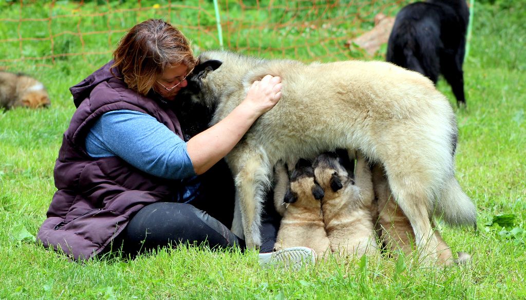 Accueil Elevage de Kertanhyys eleveur de chiens Berger
