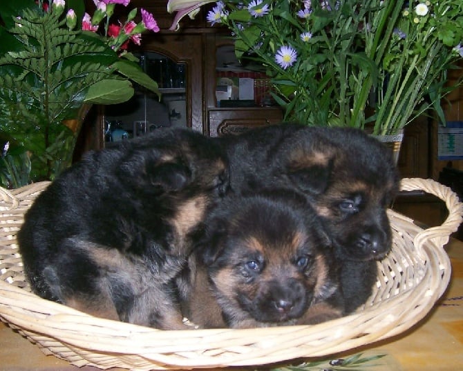 Accueil Elevage De La Roche Clotide Eleveur De Chiens