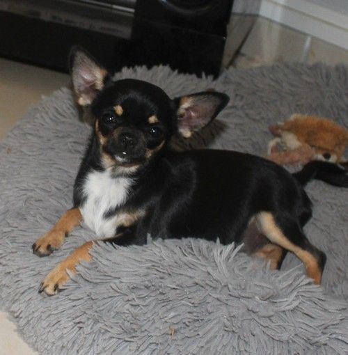 CHIOT - Chihuahua