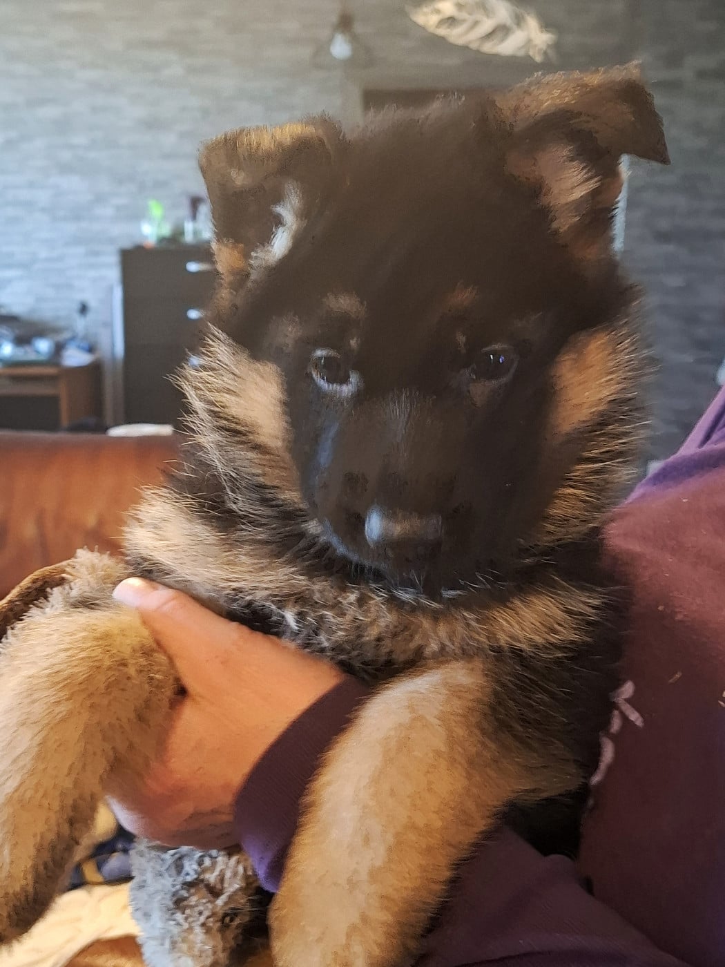 BABY - Berger Allemand