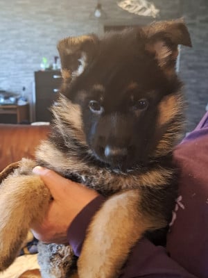 Les chiots de Berger Allemand