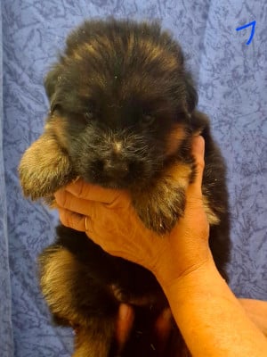 Les chiots de Berger Allemand
