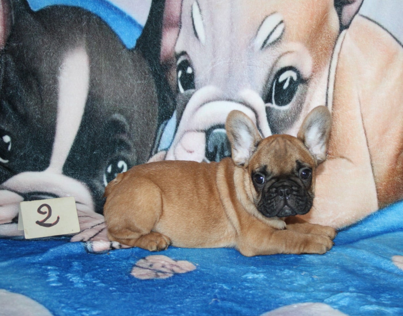 CHIOT 4 - Bouledogue français