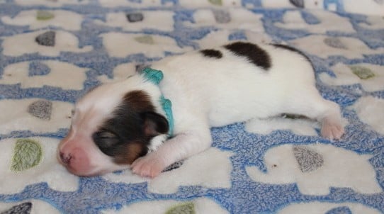 Collier bleue - Epagneul nain Continental (Papillon)