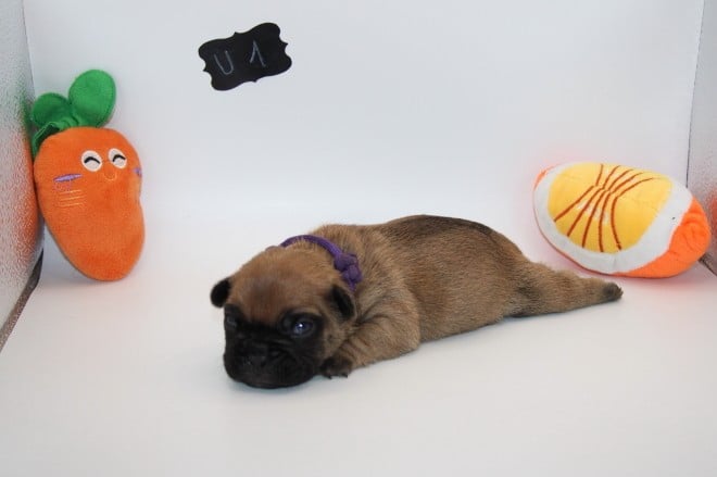 CHIOT 1 - Bouledogue français