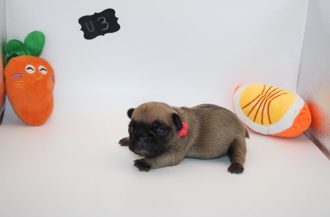 CHIOT 3 - Bouledogue français