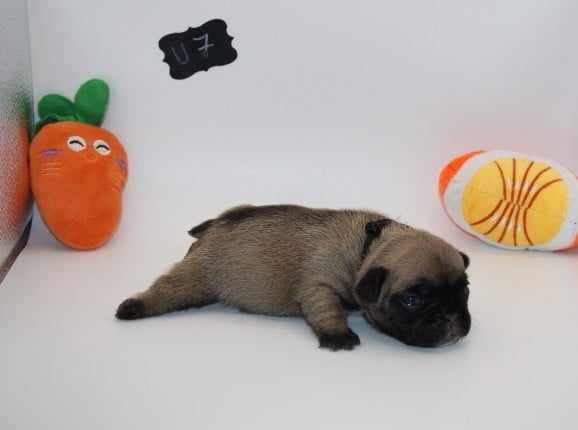 CHIOT 7 - Bouledogue français