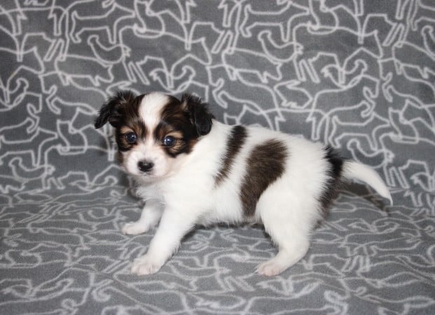 CHIOT 1 - Epagneul nain Continental (Papillon)