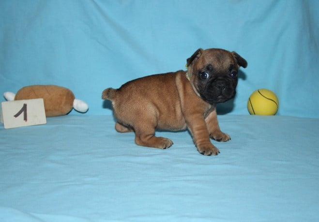 CHIOT 1 - Bouledogue français