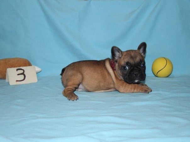 CHIOT 3 - Bouledogue français