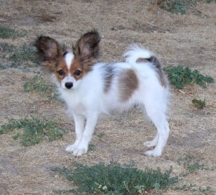 Barnay - Epagneul nain Continental (Papillon)