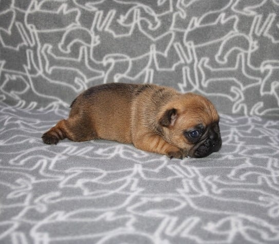 CHIOT 1 - Bouledogue français