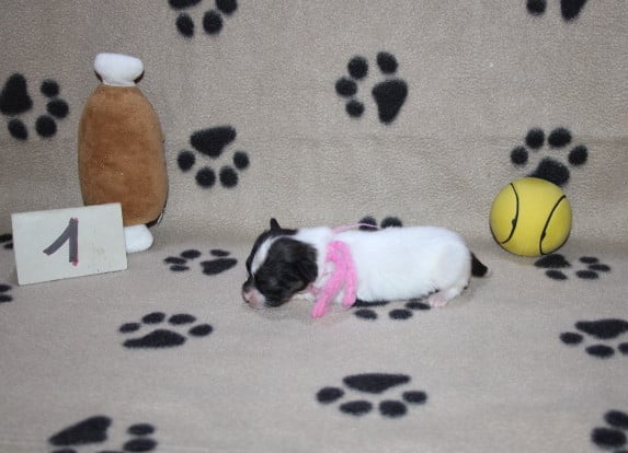 Bandit - Epagneul nain Continental (Papillon)