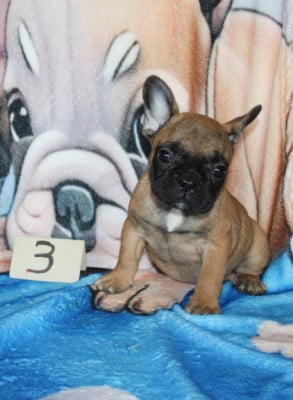 Les chiots de Bouledogue français