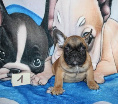 Les chiots de Bouledogue français