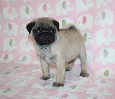 Les chiots de Carlin