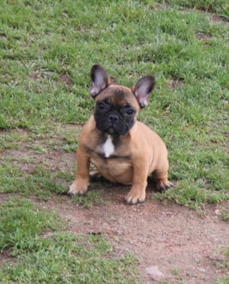Les chiots de Bouledogue français